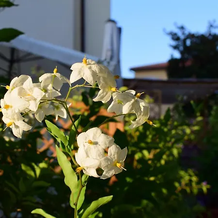 Guest house Domus Socolatae Apartments&Suites *